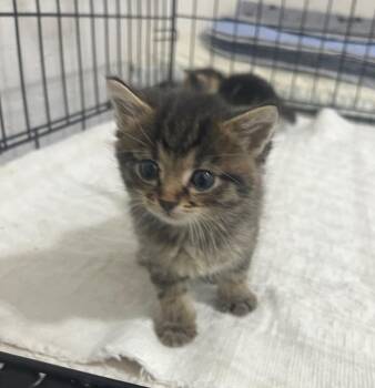 Daisy -  Domestic Medium Hair Cat for Adoption in Kell, Illinois - Daisy | PetCurious