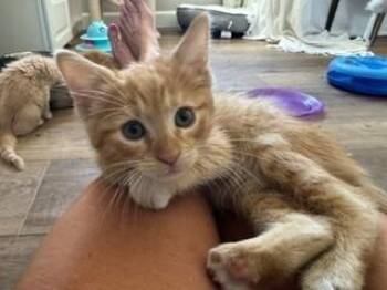 Jedi -  Domestic Short Hair Cat for Adoption in Lafayette, Colorado - Jedi | PetCurious