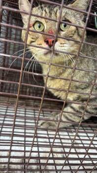 A658157 -  Domestic Short Hair Cat for Adoption in Houston, Texas - A658157 | PetCurious