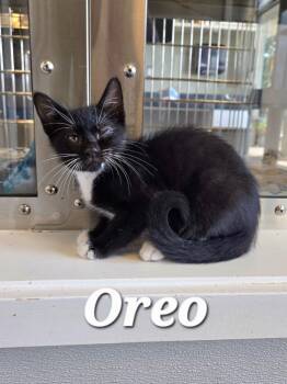 Oreo -  Domestic Short Hair Cat for Adoption in Sidney, Ohio - Oreo | PetCurious