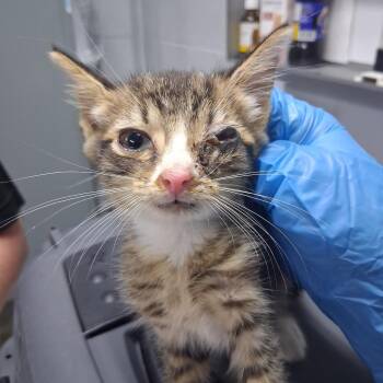 Cucumber -  Domestic Short Hair Cat for Adoption in Summerville, South Carolina - Cucumber | PetCurious