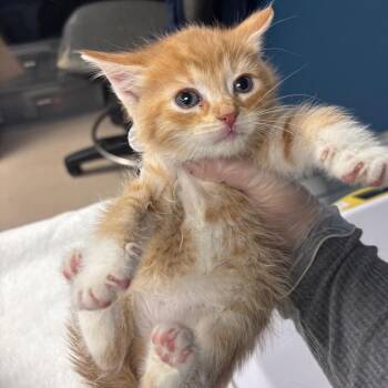Domestic Short Hair Cats Available for Adoption in Vineland, New Jersey - Butterfinger | PetCurious