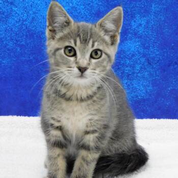 Shelby -  Domestic Short Hair Cat for Adoption in Canton, Illinois - Shelby | PetCurious