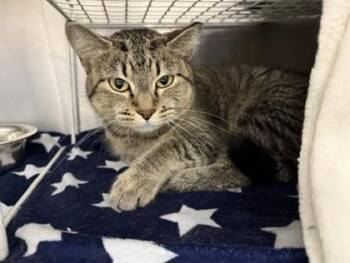 Angel -  Domestic Short Hair Cat for Adoption in Minneapolis, Minnesota - Angel | PetCurious