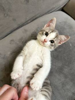 Rescue Domestic Short Hair Cats for Adoption in Fishers, Indiana - Reeses | PetCurious