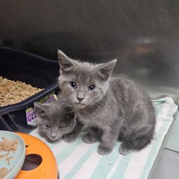 Crush, Malibu and Slim -  Domestic Short Hair Cat for Adoption in Fairfax, Virginia - Crush, Malibu And Slim | PetCurious