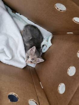 Domestic Long Hair Cats Available for Adoption in Dallas, Texas - HERMIONE | PetCurious