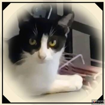 Rescue Domestic Short Hair Cats for Adoption in League City, Texas - Scooter | PetCurious