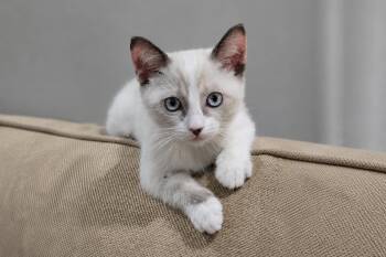 Paw -  Domestic Short Hair Cat for Adoption in Fountain Hills, Arizona - Paw | PetCurious