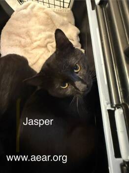 Jasper -  Domestic Medium Hair Cat for Adoption in Libertyville, Illinois - Jasper | PetCurious