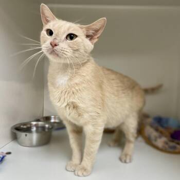 Nana -  Domestic Short Hair Cat for Adoption in Champaign, Illinois - Nana | PetCurious