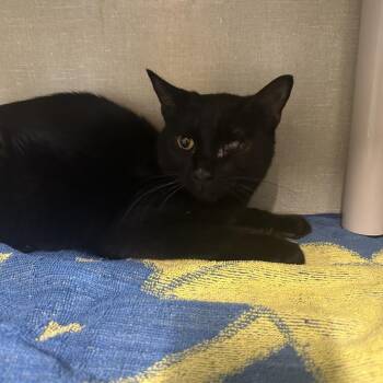 Domestic Short Hair Cats Available for Adoption - Chris | PetCurious