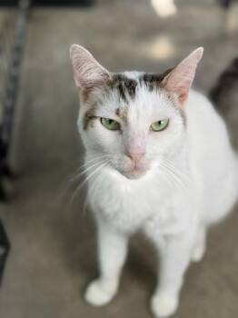 Oliver -  Domestic Short Hair Cat for Adoption in Bryan, Ohio - Oliver | PetCurious