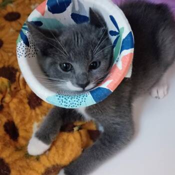 Sea Lion -  Domestic Short Hair Cat for Adoption in Dearborn, Michigan - Sea Lion | PetCurious