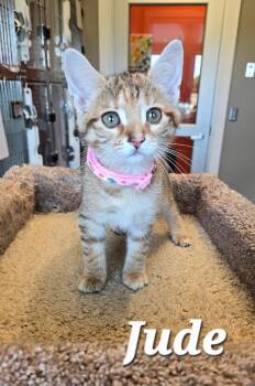 Domestic Short Hair Cats Available for Adoption in Sidney, Ohio - Jude | PetCurious