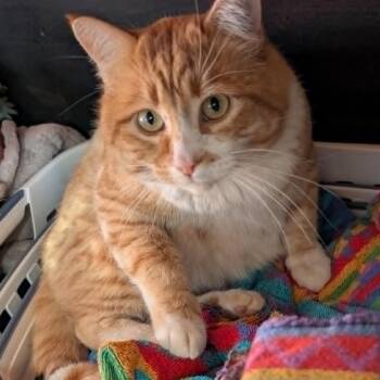 Boi Kitty -  Domestic Short Hair Cat for Adoption in Marana, Arizona - Boi Kitty | PetCurious
