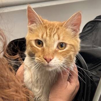 Domestic Short Hair Cats Available for Adoption - Cheese | PetCurious