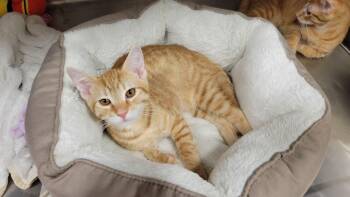 Maple -  Domestic Short Hair Cat for Adoption in San Juan Capistrano, California - Maple | PetCurious