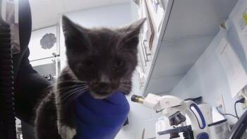 CINDER -  Domestic Short Hair Cat for Adoption in Charlotte, North Carolina - CINDER | PetCurious