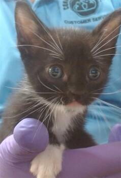 CHOCOLATE -  Domestic Short Hair Cat for Adoption in Doral, Florida - CHOCOLATE | PetCurious