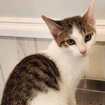 Rescue Tabby Cats for Adoption in Lancaster, Virginia - Iggy | PetCurious