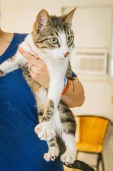Rescue Domestic Short Hair Cats for Adoption in Harrison, Arkansas - Harlow | PetCurious