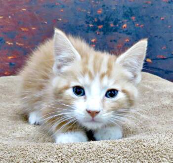 Rescue Manx Cats for Adoption in Lexington, Virginia - D