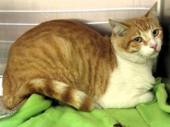Rescue Domestic Short Hair Cats for Adoption in Tustin, California - CHESTER CHEESE | PetCurious