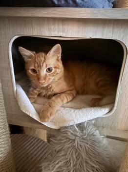 Golden -  Domestic Medium Hair Cat for Adoption in Franklin, Massachusetts - Golden | PetCurious