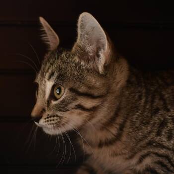 Coffee -  Domestic Short Hair Cat for Adoption in Emporia, Kansas - Coffee | PetCurious