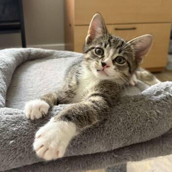 VICTINI -  Domestic Short Hair Cat for Adoption in Delhi, Ontario - VICTINI | PetCurious