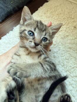 Tyson -  Tabby Cat for Adoption in San Antonio, Texas - Tyson | PetCurious