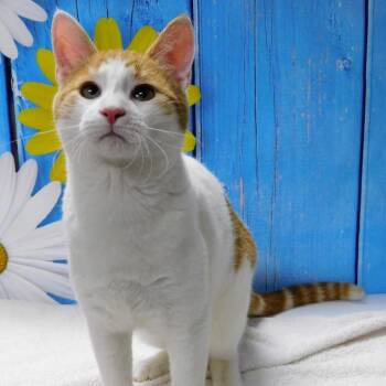 Domestic Short Hair Cats Available for Adoption in Canton, Illinois - Paul | PetCurious