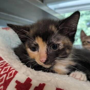 Caramel -  Domestic Short Hair Cat for Adoption in Huntsville, Arkansas - Caramel | PetCurious