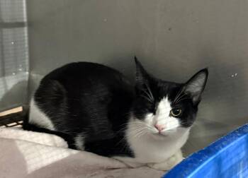 Domestic Short Hair Cats Available for Adoption - RENO AND VEGAS | PetCurious