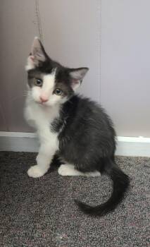 Rescue Domestic Short Hair Cats for Adoption in Russellville, Kentucky - Amaretto | PetCurious