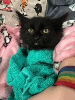 Shell -  Domestic Long Hair Cat for Adoption in Millcreek, Utah - Shell | PetCurious