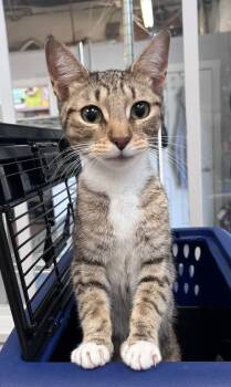 The Queen -  Domestic Short Hair Cat for Adoption in Cincinnati, Ohio - The Queen | PetCurious