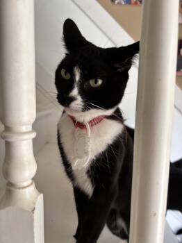 Rescue Domestic Short Hair Cats for Adoption in Palisades Park, New Jersey - Mama Mia | PetCurious