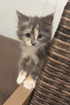 Hadley -  Dilute Tortoiseshell Cat for Adoption in Oriental, North Carolina - Hadley | PetCurious