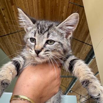 Civic -  Domestic Short Hair Cat for Adoption in Leander, Texas - Civic | PetCurious