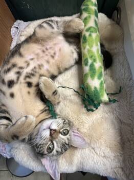 Rescue Tabby Cats for Adoption in Glen Raven, North Carolina - LEA | PetCurious