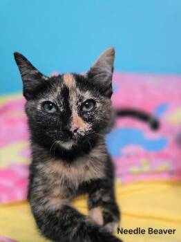 Needle Beaver -  Domestic Medium Hair Cat for Adoption in Fort Collins, Colorado - Needle Beaver | PetCurious