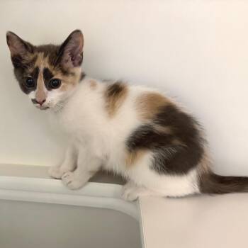 Domestic Short Hair Cats Available for Adoption in Phoenix, Arizona - Sweet Victory | PetCurious