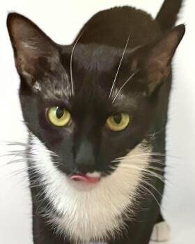 Boots -  Domestic Short Hair and Tuxedo Cat for Adoption in Kennesaw, Georgia - Boots | PetCurious