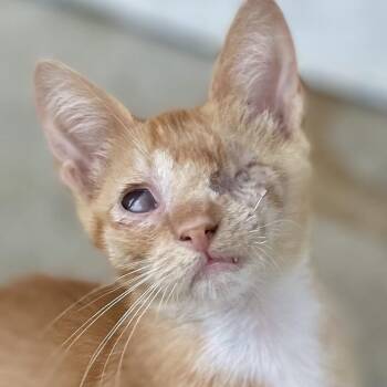 Linus -  Domestic Short Hair Cat for Adoption in San Diego, California - Linus | PetCurious