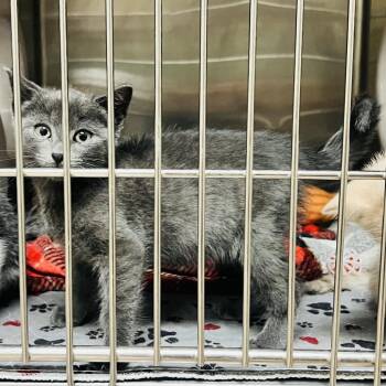 Graham -  Domestic Short Hair Cat for Adoption in Jacksboro, Tennessee - Graham | PetCurious