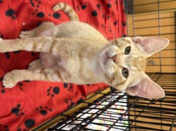 Rescue Domestic Short Hair Cats for Adoption in NEW PT RICHEY, Florida - Taffy | PetCurious