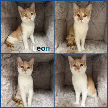 Rescue Domestic Short Hair Cats for Adoption in Windy Hills, Kentucky - Leon | PetCurious