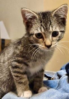 Rescue Domestic Short Hair Cats for Adoption in Fort Worth, Texas - Stitch (pre Adopt) | PetCurious